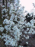 Magnolia%20loebneri%20Merrill%2001.JPG