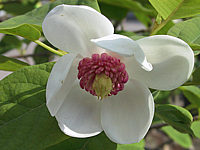 Magnolia%20sieboldii%2001.jpg