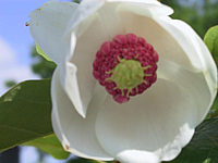 Magnolia%20sieboldii%2002%20unscharf.jpg