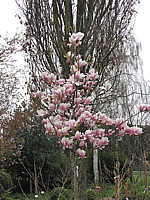 Magnolia%20soulangeana%2001.JPG