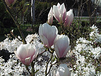 Magnolia%20soulangeana%2003.JPG