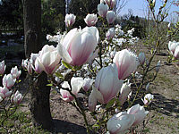 Magnolia%20soulangeana%2004.JPG