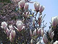 Magnolia%20soulangeana%2005.JPG