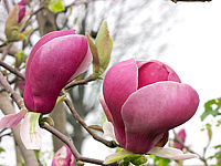 Magnolia%20soulangeana%20Lennei%2002.jpg