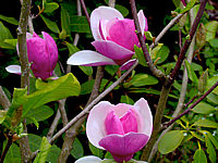 Magnolia%20soulangeana%20Lennei%2003.JPG