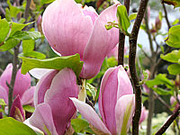 Magnolia%20soulangeana%20Lennei%2004.JPG