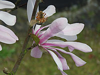 Magnolia%20stellata%20Rosea%20001.JPG