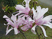 Magnolia%20stellata%20Rosea%20002.JPG