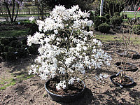 Magnolia%20stellata%20Royal%20Star%2001.JPG