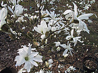 Magnolia%20stellata%20Royal%20Star%2006.JPG