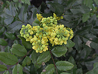 Mahonia%20aquifolium.JPG