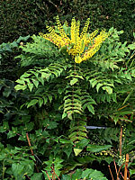 Mahonia%20bealei%2001.JPG