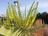 Mahonia%20bealei%2002.JPG