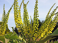 Mahonia%20bealei%2003.JPG