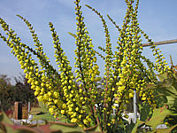 Mahonia%20bealei%2004.JPG