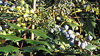 Mahonia%20bealei%2005.JPG