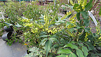 Mahonia%20bealei%2006.JPG