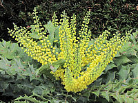 Mahonia%20media%20Winter%20Sun%20Bluete.JPG
