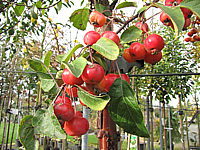 Malus%20Everest%20-%20AEpfel.JPG