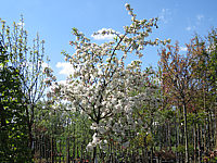 Malus%20Everest%20Vollbluete.JPG