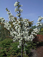 Malus%20Everest%20offene%20Bluete.jpg