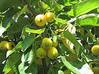 Malus%20Golden%20Hornet%20AEpfel%20nah.JPG
