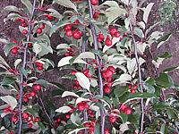 Malus%20Mokum%20Fruechte%203.JPG