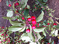 Malus%20Mokum%20Fruechte%206.JPG