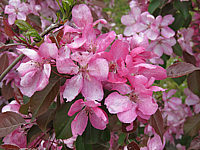 Malus%20Neville%20Copeman%20-%20Bluete.JPG