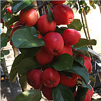 Malus%20Neville%20Copeman%20-%20FRUECHTE.png