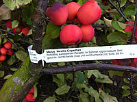 Malus%20Neville%20Copeman%20Fruechte%201.JPG
