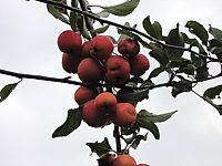 Malus%20Neville%20Copeman%20Fruechte%202.JPG