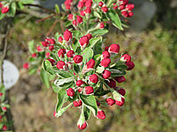 Malus%20Pom%20Zai%2001%20knospige%20Blueten%20rot.JPG