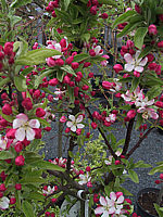 Malus%20Pom%20Zai%2002a%20Ende%20April.jpg