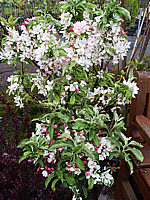 Malus%20Pom%20Zai%2003%20Blueten.jpg