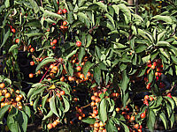 Malus%20Pom%20Zai%20Aepfel.JPG
