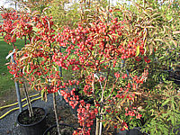 Malus%20Pom%20Zai%20Aepfel1.JPG