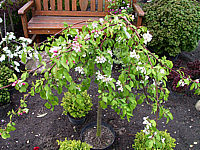 Malus%20Red%20Jade%20-%20bluehend.jpg