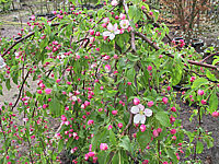 Malus%20Red%20Jade%20-%20knospige%20Bluete.jpg