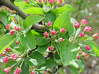 Malus%20Red%20Sentinel%201%20knospige%20Bluete.JPG