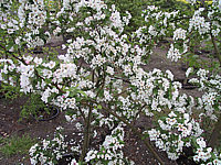 Malus%20Red%20Sentinel%203%20voll%20bluehend.JPG