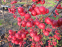 Malus%20Red%20Sentinel%205%20Fruchtmacro1.JPG
