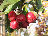 Malus%20Red%20Sentinel%207%20Aepfel%20reif1.JPG