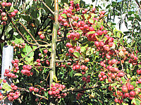 Malus%20Red%20Sentinel%208%20Aepfel%20nah.JPG