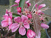 Malus%20Roter%20Zwerg%20%20Bluete.JPG