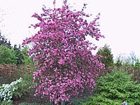 Malus%20Rudolph%2001.JPG