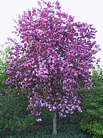 Malus%20Rudolph%2001a.JPG