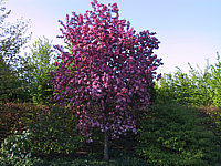 Malus%20Rudolph%2001b.JPG