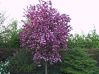 Malus%20Rudolph%2001c.JPG