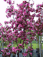 Malus%20Rudolph%2003%20Nah-Aufnahme%20Blueten.jpg